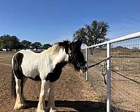 hunter-gypsy-vanner-horse