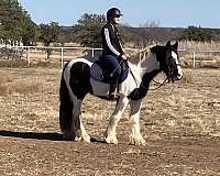 husband-safe-gypsy-vanner-horse