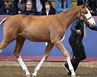 warmblood-horse-for-sale