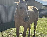 halter-horse-mare