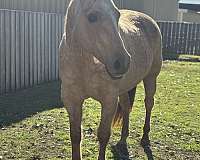 halter-horse-mare