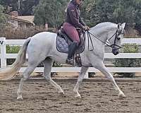 eventing-andalusian-azteca-horse