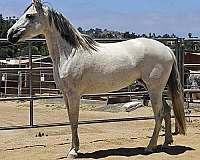 grey-mare-for-sale