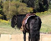 western-riding-fell-pony