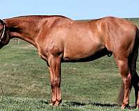 red-dun-white-horse