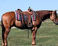 athletic-quarter-horse