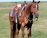 beginner-quarter-horse