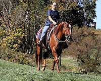 calf-roping-quarter-horse