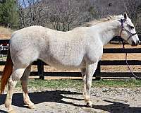 dun-grey-breeding-ranch-horse