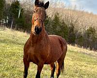 blazer-horse-tennessee-walking