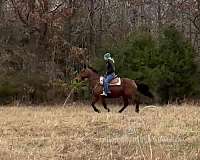 pets-tennessee-walking-horse