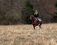 all-tennessee-walking-horse