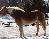 chestnut-haflinger-mare