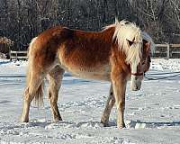 15-hand-haflinger-mare