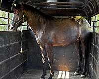 friesian-horse-for-sale