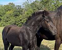 friesian-filly