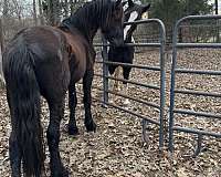 friesian-horse