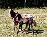 friesian-colt