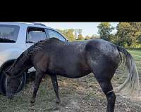 friesian-horse-for-sale