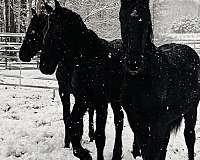 friesian-horse