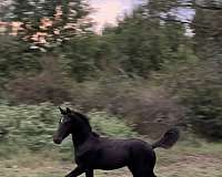 friesian-colt