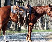 sorrel-stocking-on-hinds-horse