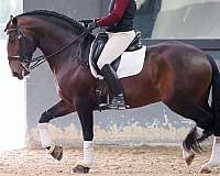 lusitano-horse