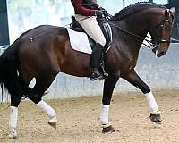 stallion-lusitano-horse