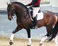 bay-lusitano-horse