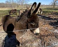 huge-donkey