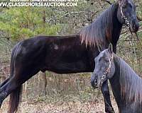 expecting-tennessee-walking-horse