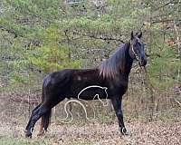 street-tennessee-walking-horse