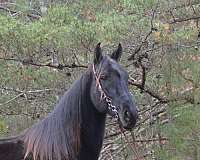 pasture-ornament-gelding