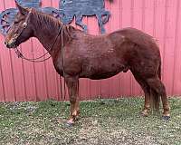 athletic-quarter-horse