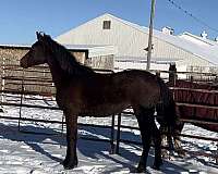 cross-morgan-thoroughbred-horse