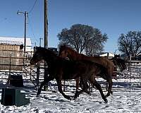 dressage-morgan-thoroughbred-horse