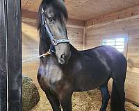 black-none-horse