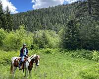 bridges-half-arabian-horse