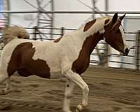 feet-half-arabian-horse