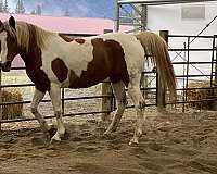 gentle-half-arabian-horse