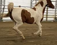 great-pedigree-half-arabian-horse