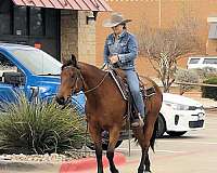 ranch-work-quarter-horse