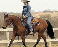 bay-quarter-horse-mare