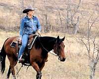 working-cattle-quarter-horse