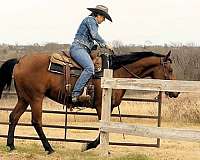 working-cow-quarter-horse