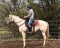 cremello-has-gray-gene-also-horse