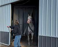 blue-eyed-quarter-horse