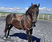 friesian-horse