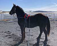 driving-friesian-horse