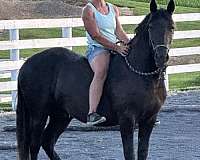 project-friesian-horse